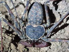 Phrynus operculatus