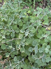 Marrubium