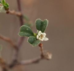 Stenanthemum notiale notiale