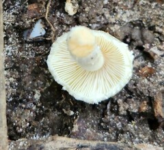 Cystolepiota seminuda