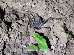 Phrynus operculatus