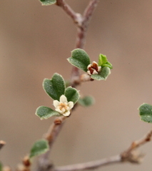 Stenanthemum notiale notiale