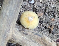 Cystolepiota seminuda