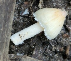 Cystolepiota seminuda