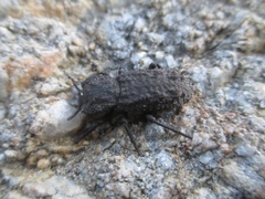 Phloeodes plicatus