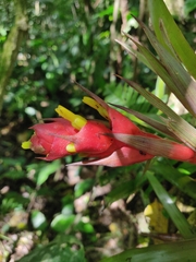 Guzmania donnell-smithii