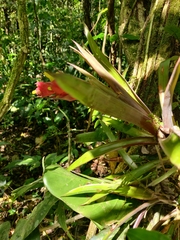 Guzmania donnell-smithii