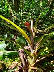 Guzmania donnell-smithii