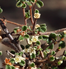 Stenanthemum tridentatum