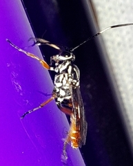 Tricholabus