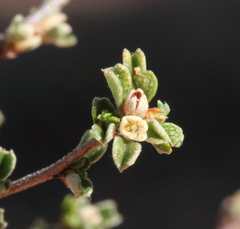 Stenanthemum tridentatum