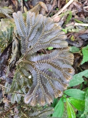 Selaginella uncinata