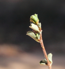 Stenanthemum tridentatum