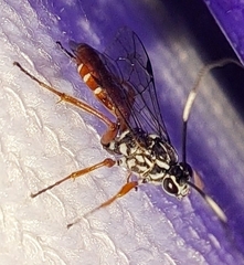 Tricholabus