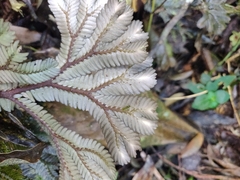 Selaginella uncinata