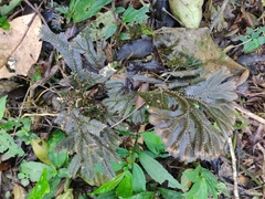 Selaginella uncinata