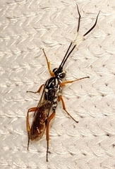 Tricholabus