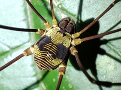 Cosmetinae