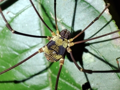 Cosmetinae