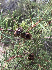 Hakea rugosa