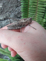 Xyleus discoideus
