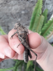 Xyleus discoideus