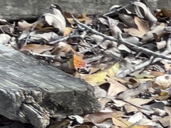 Polygonia interrogationis