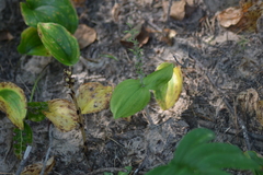 Neottia convallarioides