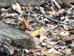 Polygonia interrogationis