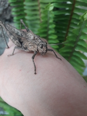 Xyleus discoideus