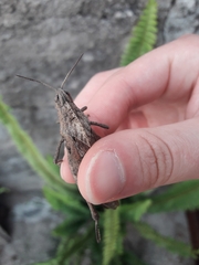 Xyleus discoideus