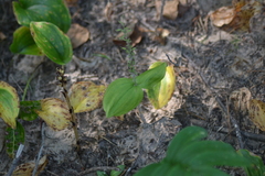 Neottia convallarioides