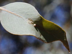 Eriococcus