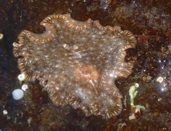 Planoceridae