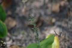 Neottia convallarioides