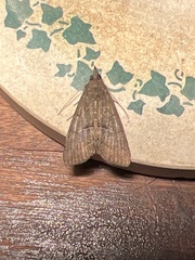 Hypena scabra