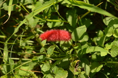 Acalypha pendula