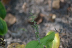 Neottia convallarioides
