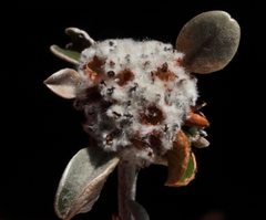 Stenanthemum newbeyi