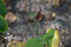 Neottia convallarioides
