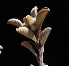 Stenanthemum newbeyi