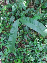 Cyclanthus bipartitus
