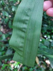 Cyclanthus bipartitus