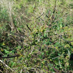 Corchorus siliquosus