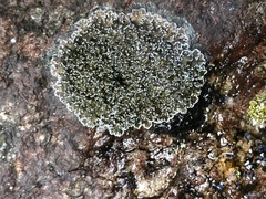 Physconia perisidiosa