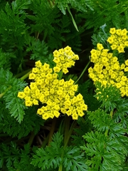 Lomatium hallii