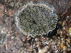 Physconia perisidiosa