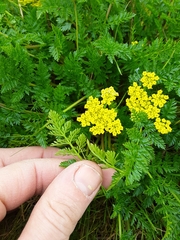 Lomatium hallii