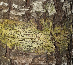 Bathelium carolinianum