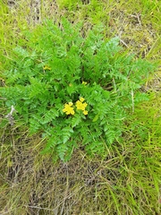 Lomatium hallii